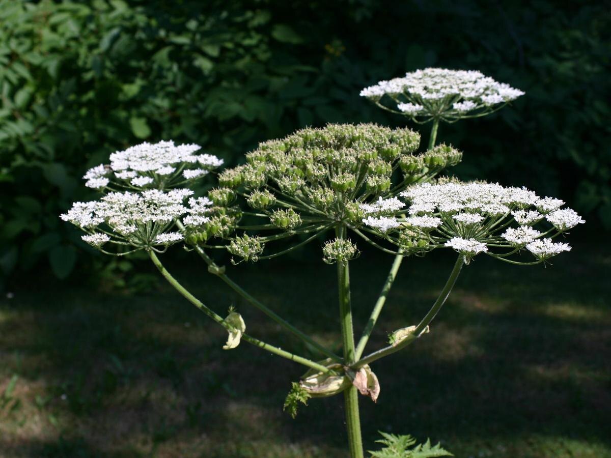 Борщевик сосновского.