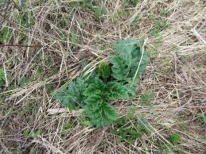 Молодой борщевик.