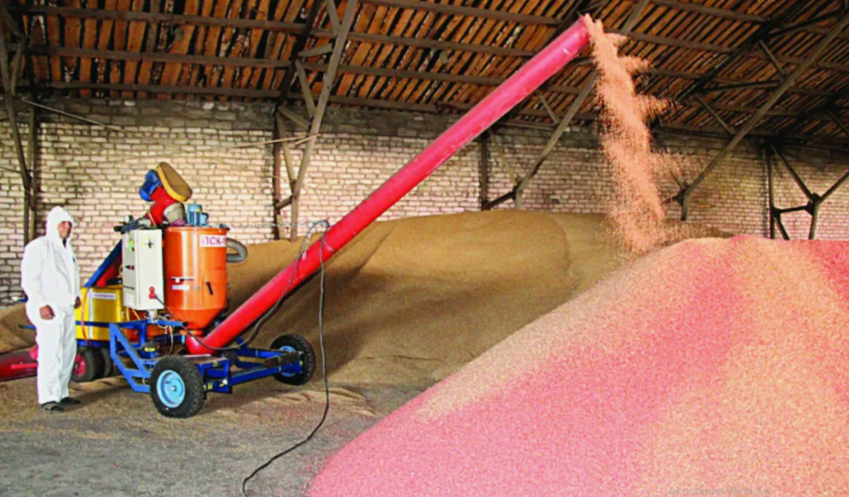 так протравливают семена