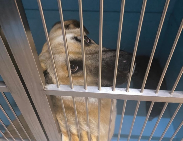 Его избивали на базе, а потом бросили. История щенка, который мог озлобиться на весь мир, но вместо этого решил всех любить