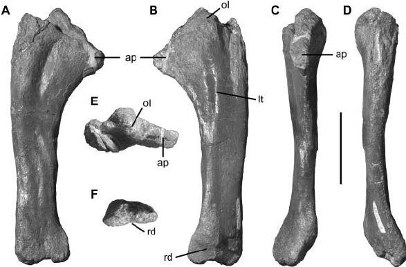 Голотип серендипацератопса