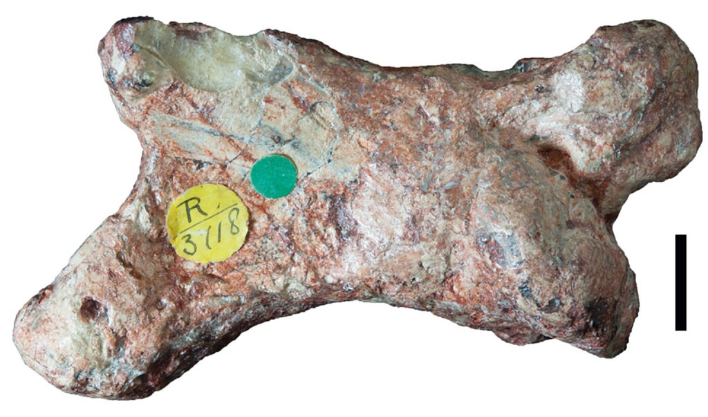 Образец рапатора - одного из первых описанных динозавров Австралии и первого известного мегараптора