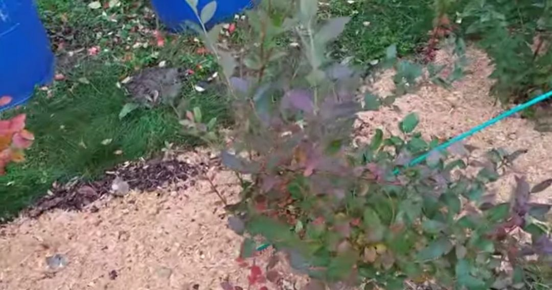 Голубика осенью