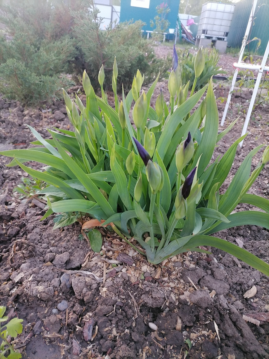 Ирис до цветения