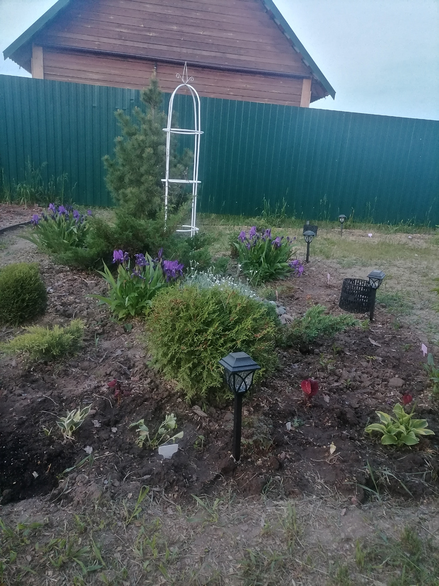 Очень хоршо смотрится с хвойными