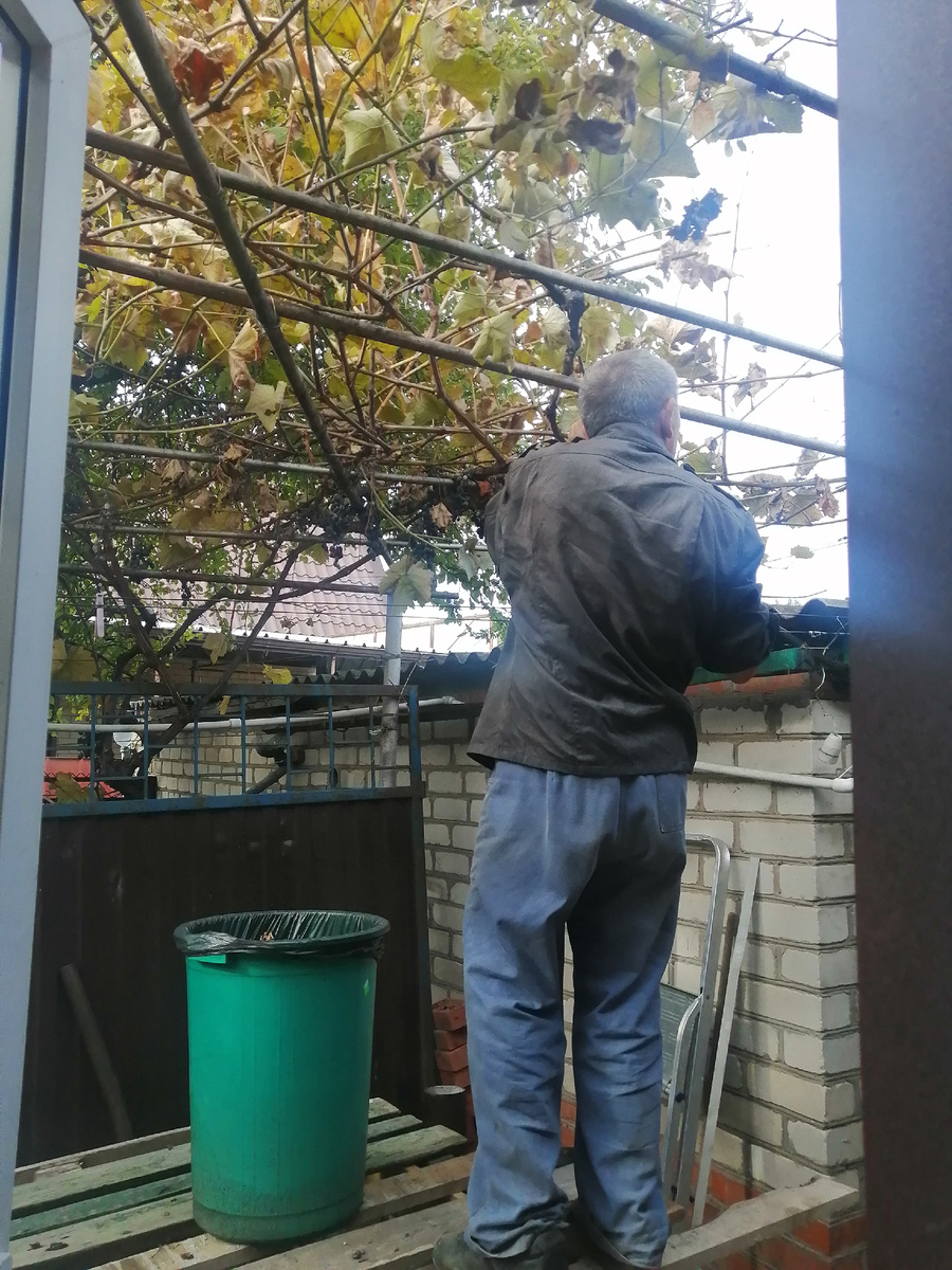 Муж приступил к обрезке винограда.