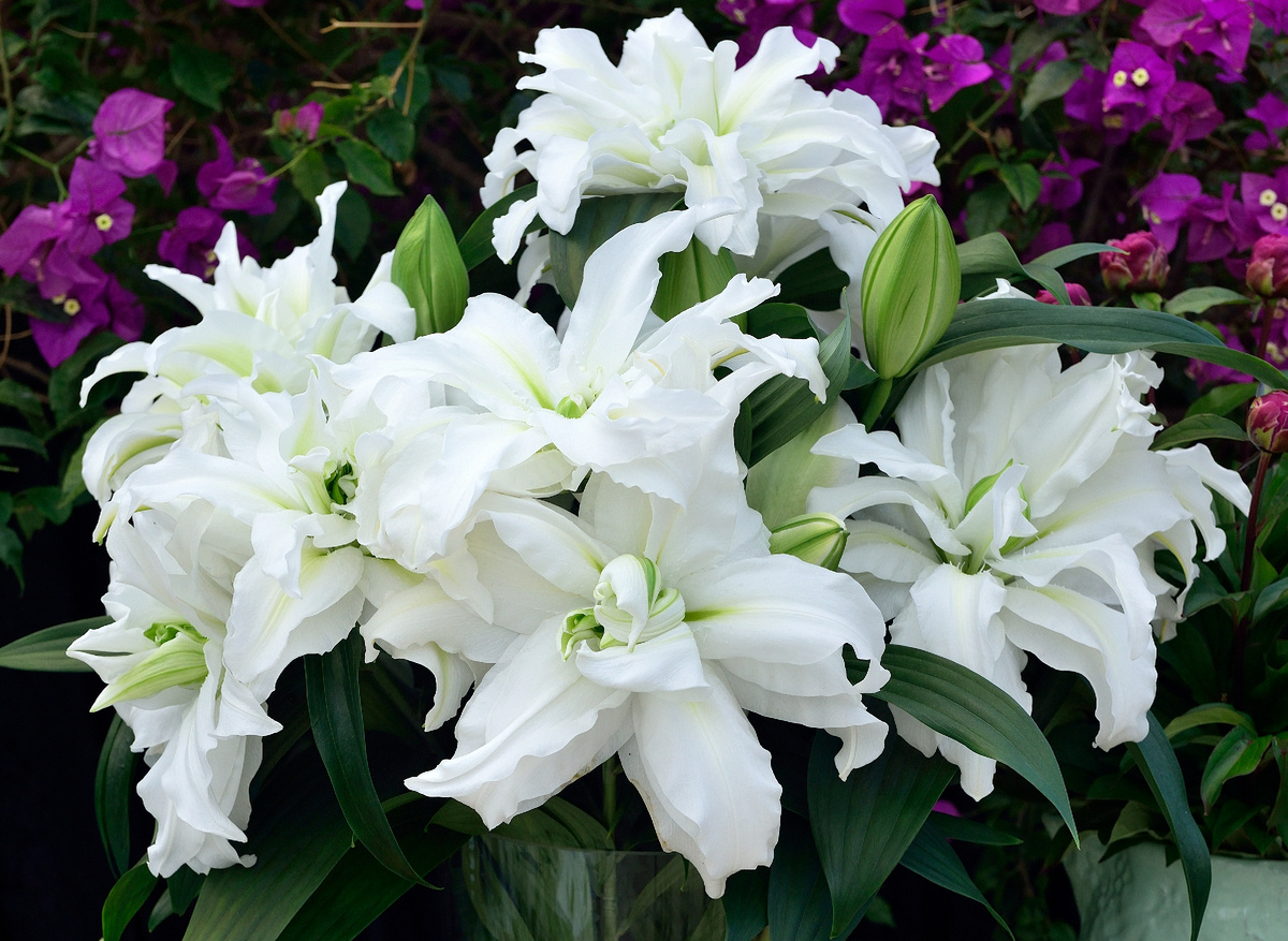 Фото: сорт Роузлили Аиша