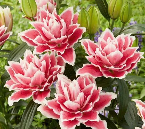 Когда лилия выглядит как роза: удивительные восточные гибриды