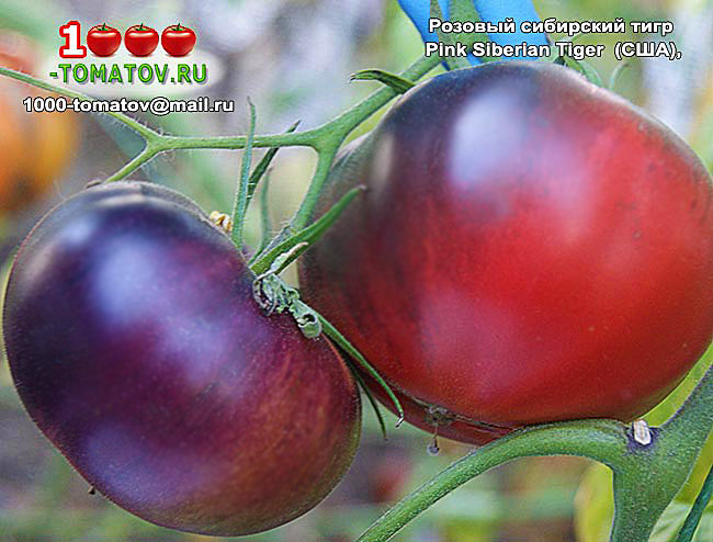 Томат Розовый сибирский тигр  Pink Siberian Tiger фото 1