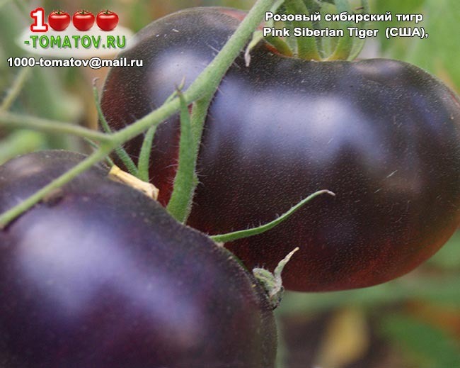 Томат Розовый сибирский тигр  Pink Siberian Tiger фото 2