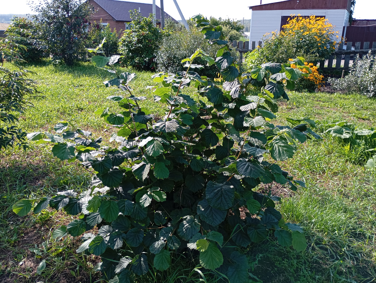 Фундук фото автора.