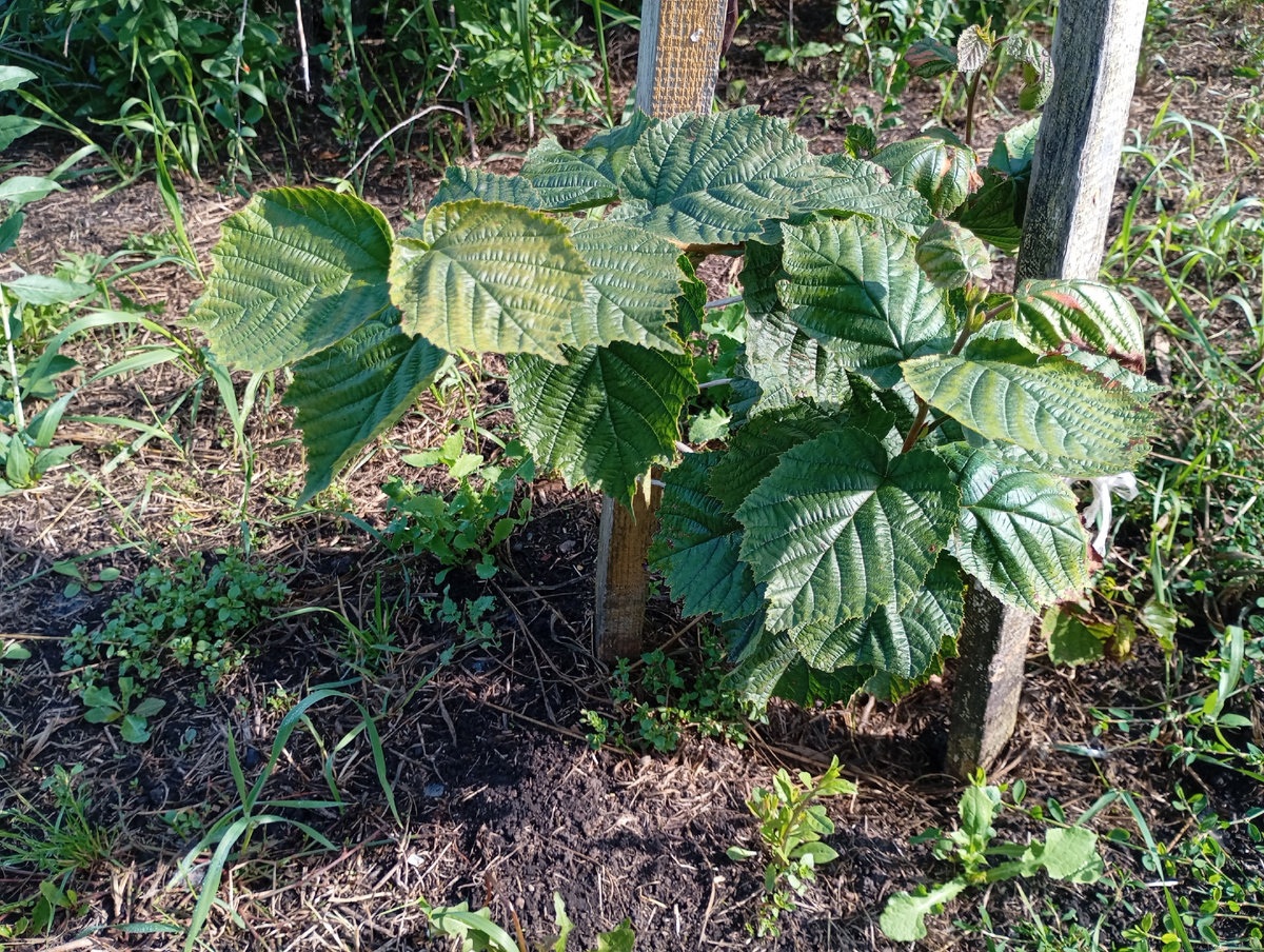 Фундук фото автора.