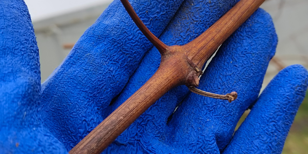 "Вот мой вариант помощи в вызревании. Ни какой химии и прочего, только чистая и теплая органика!"