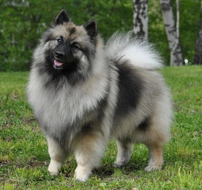 Вольфшпиц (кеесхонд)