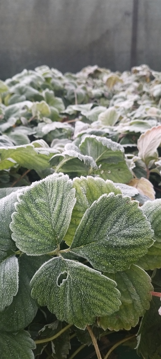 Клубника. Не успела обрезать:(