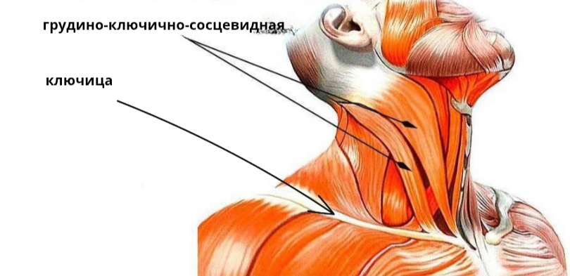 Лестничная мышца: как её найти, убрать блок и дышать свободно