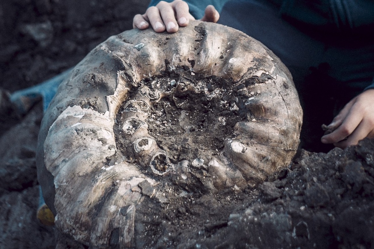 Гигант Erymnoceras возрастом 165 млн. лет из-под Михайлова. Фото: Палеонтологический портал «Аммонит.ру», автор: Shimrik