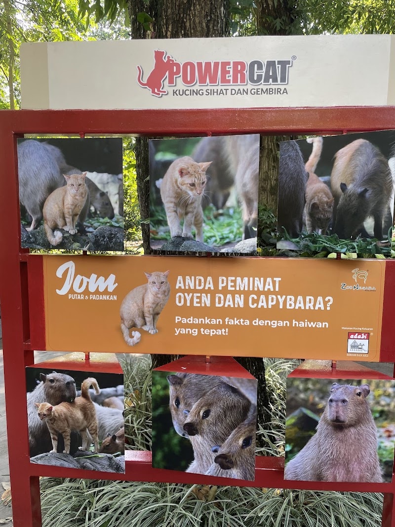 Кот, живущий у капибар