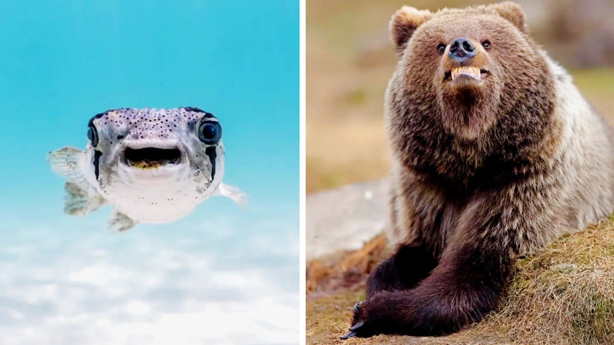 Ну, давай, сфоткай меня на конкурс! Рыбка от Бинцянь Гао и Мишка от Вальтер Мукхайнен