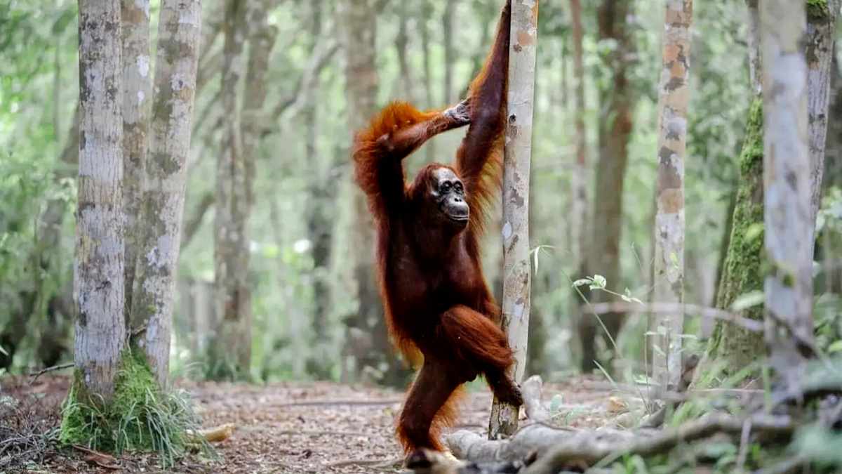 "Я достаточно привлекателен?!" или Когда долго ждал начала конкурса и вот он настал (автор:©Michael Stavrakakis)