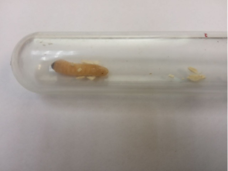     Фото: Россельхознадзор Свердловской области