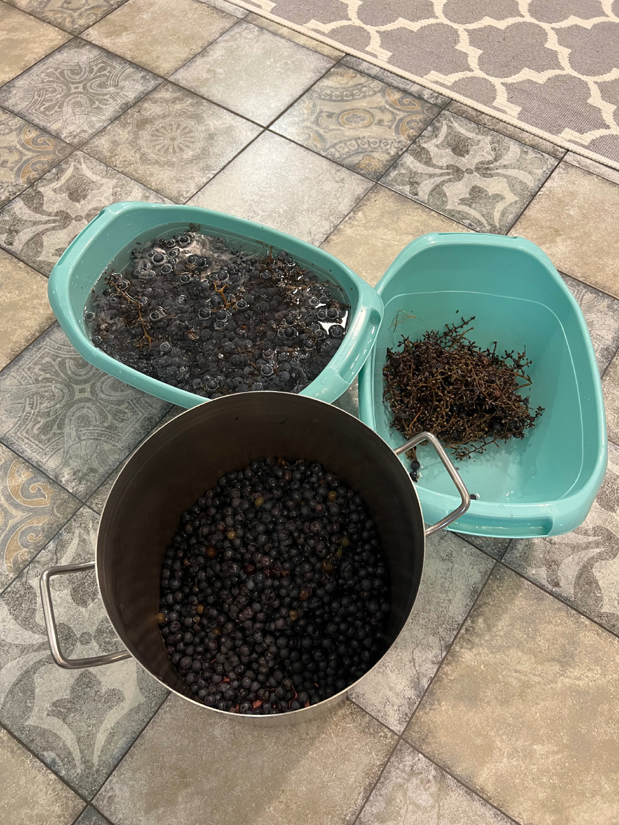 Виноград сорта Изабелла. Мою виноград и отделяю от гребней.