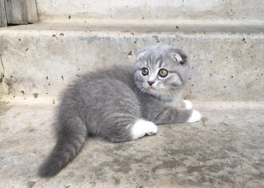 Этого котенка зовут Тамара (она и сама пока этого не знает.