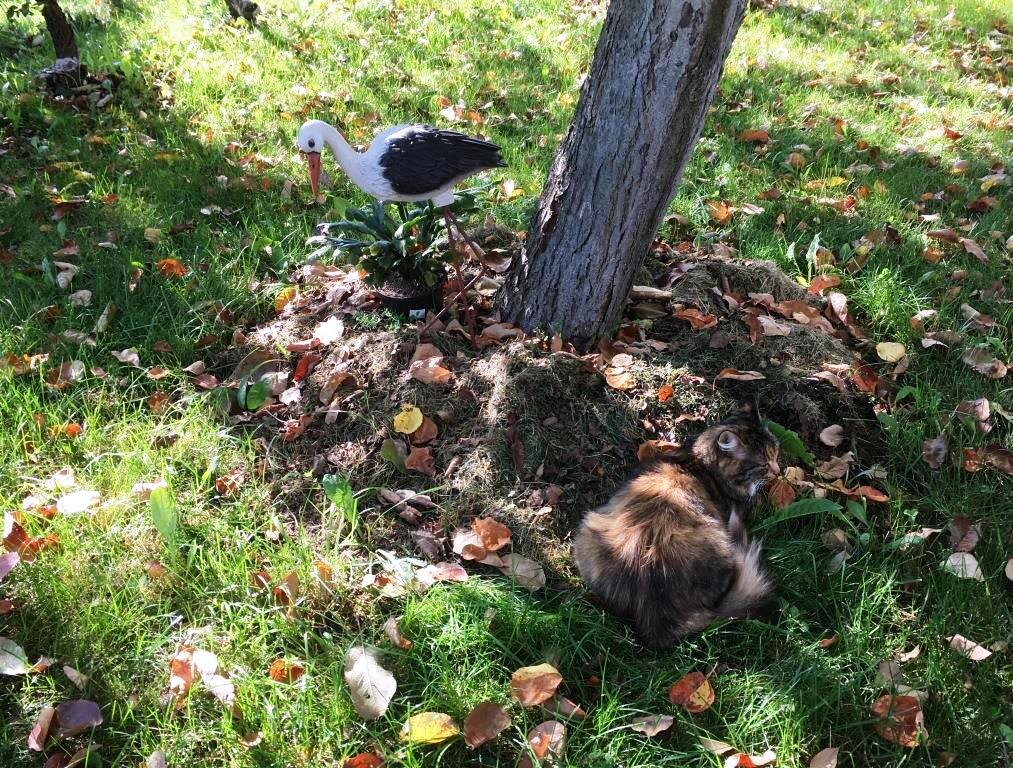 Кошку Лизу я даже не заметила сначала.