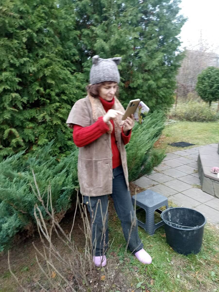 Можжевельник на фото, у меня за спиной - тот самый, который много дачных лет был исправным поставщиком лапника. 2024 год, октябрь