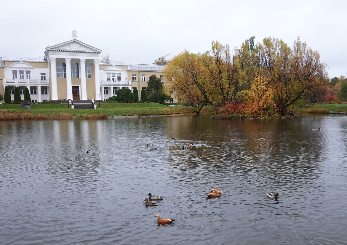 Главное здание расположено у пруда. Кряквы и огари чувствуют себя привольно.