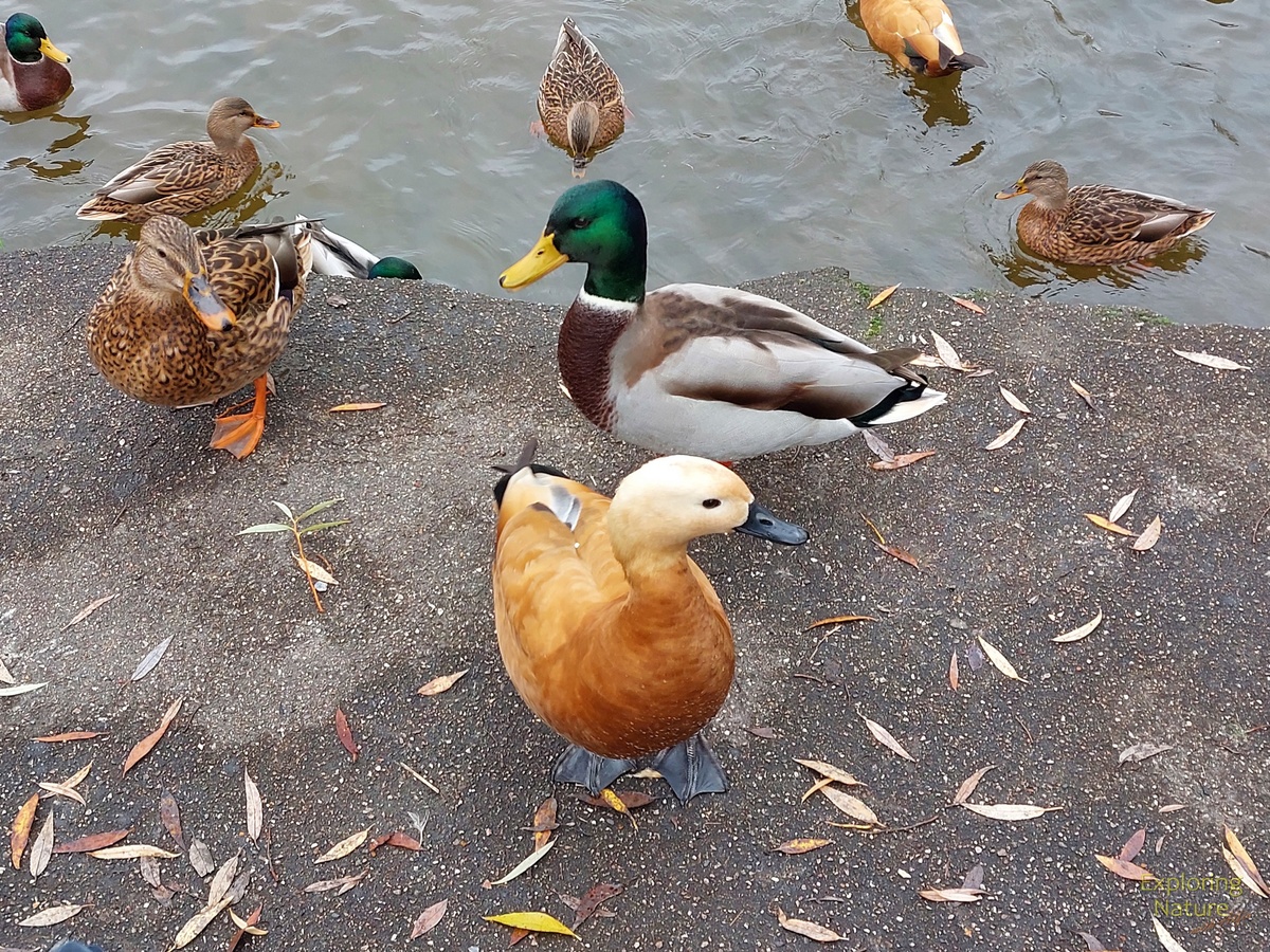 В ожидании корма