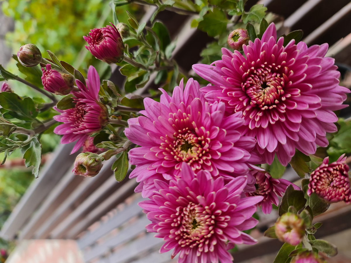 Английская розовая Аленка