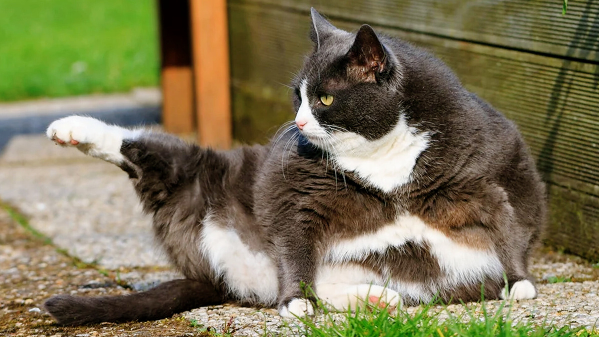 Ты сюда не ходи, ты туда хоБи, там тебе все и расскажут! 