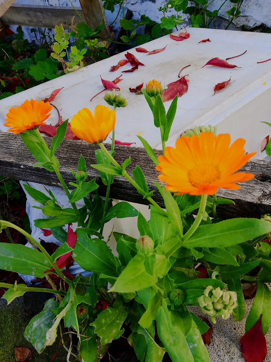 После первого заморозка