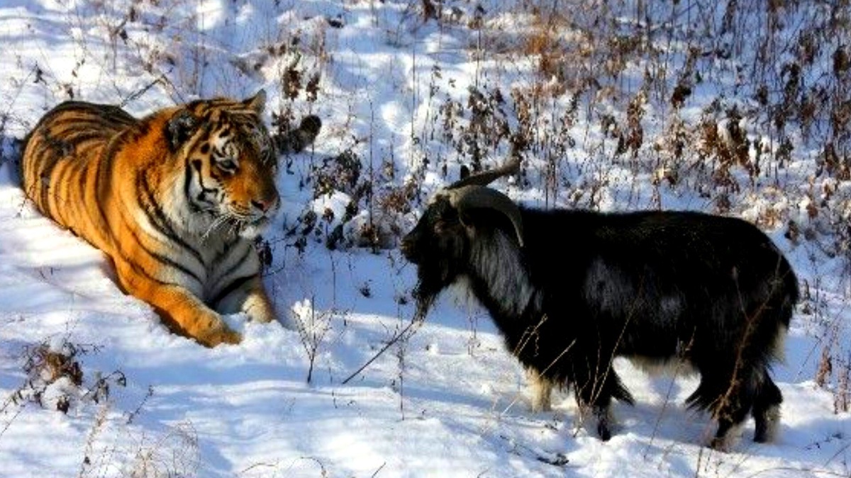 История о тигре Амуре и козле Тимуре, подружившихся вопреки тому, что изначально козел был предназначен в пищу тигру, облетела всю Россию, выйдя далеко за ее пределы! 