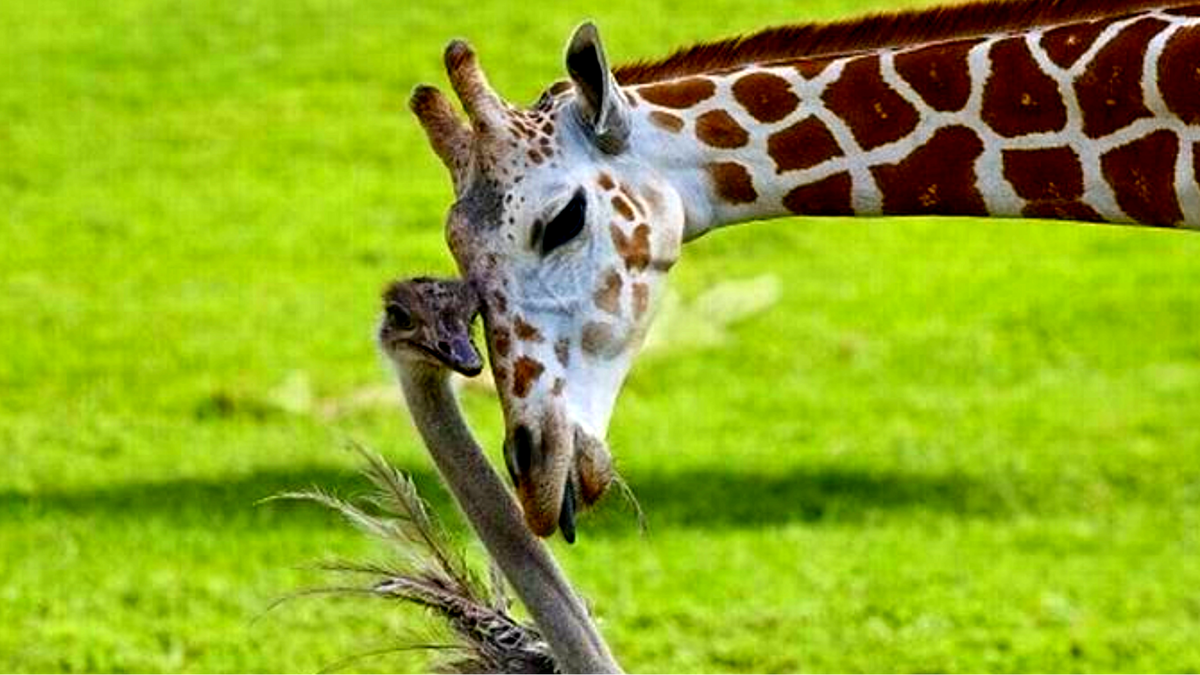 Слева Вильма, справа - Би. Еще фото --->>