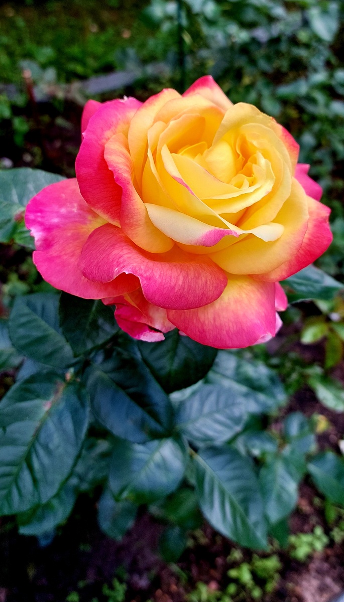 Пульман Ориент экспресс. Ч/г роза