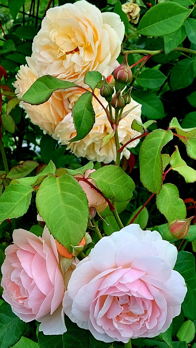 Свит Джульет и Тизин Джорджия. "Остинки".