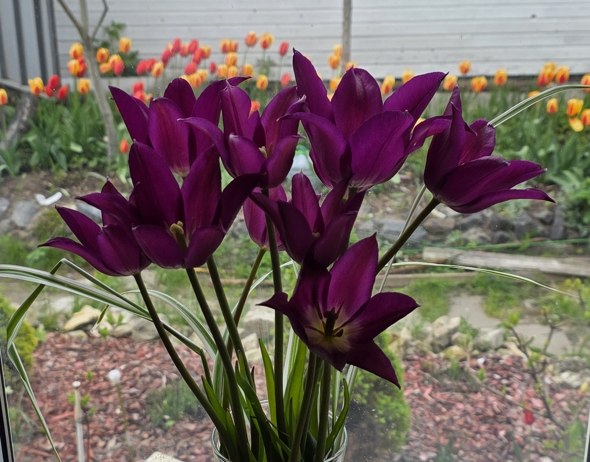 В мае тюльпаны наполняют сад и дом. Фотографии в тексте мои.