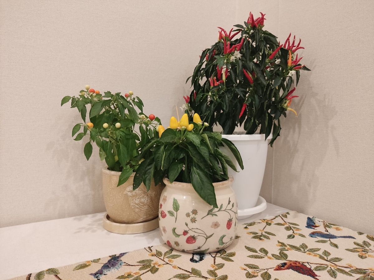 Я не узнаю свою перечную рассаду, которую давала дочери весной 