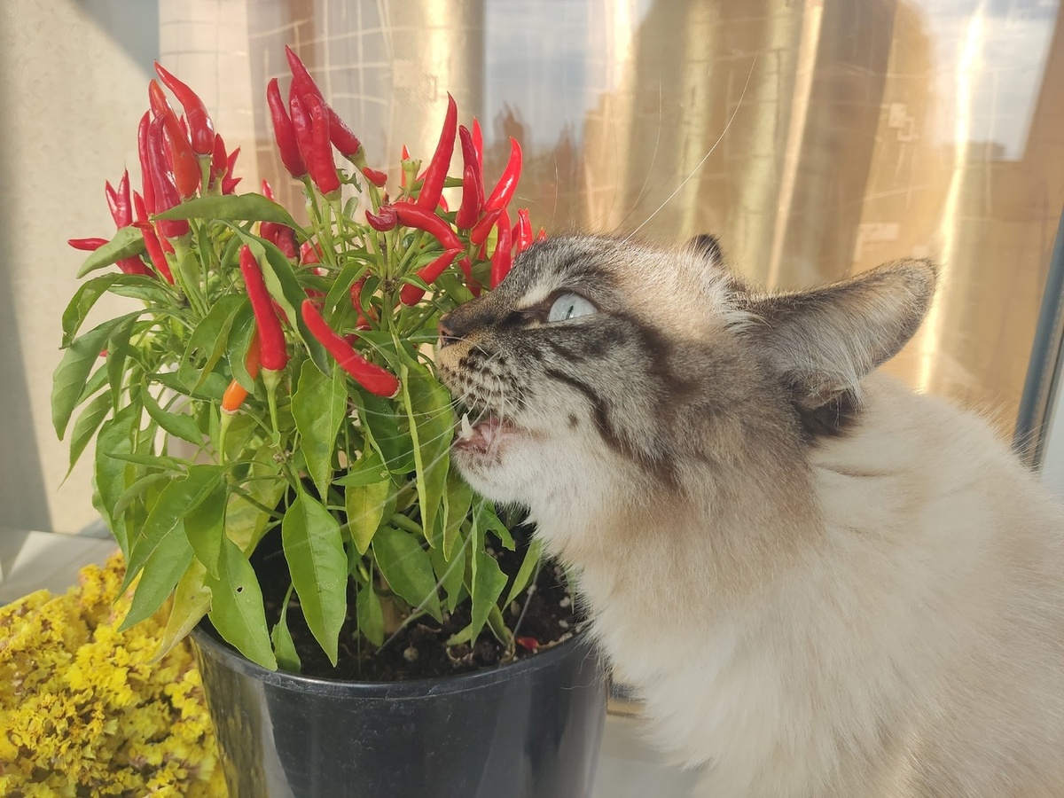 Симба - перечный маньяк