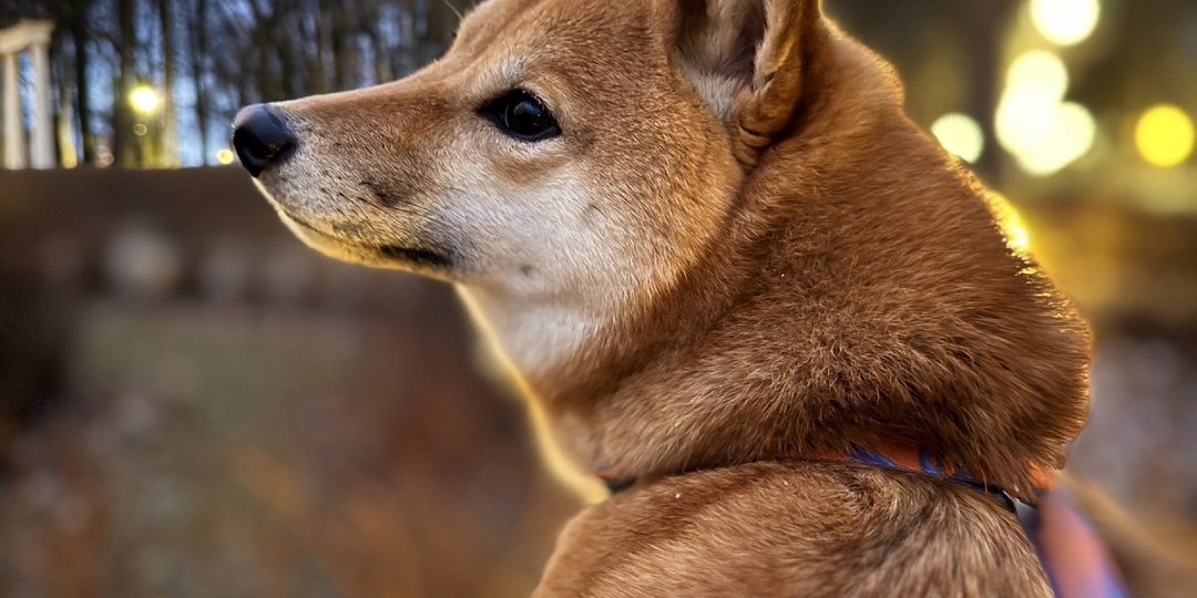 Почему метод "привыкания" не работает с тревожными собаками