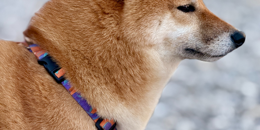 А вам тоже неудобно, что ваша собака лает?