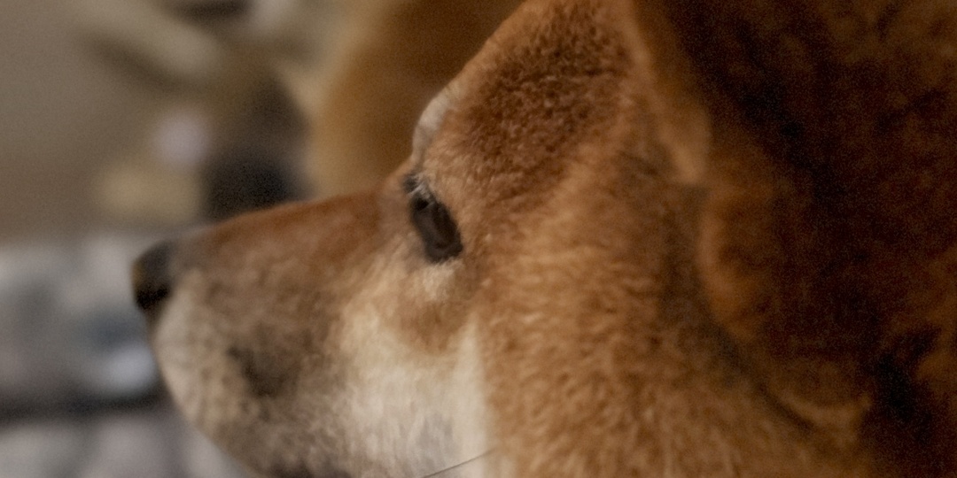 Как собака учится: 3 простых правила, которые должен знать каждый