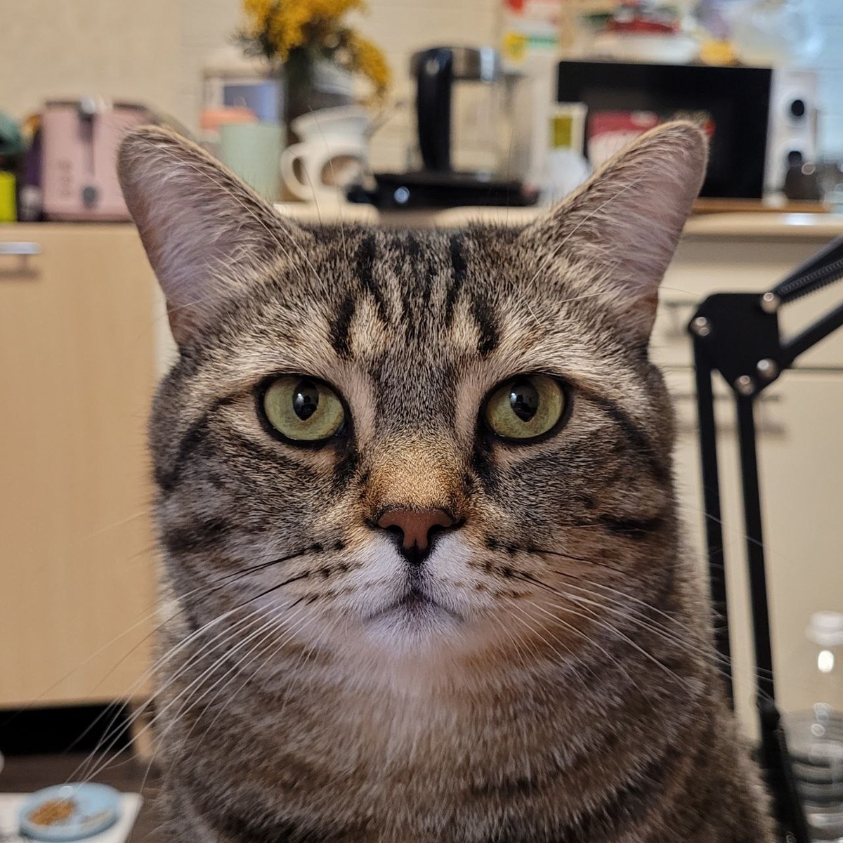 Паспортное фото Аркадия