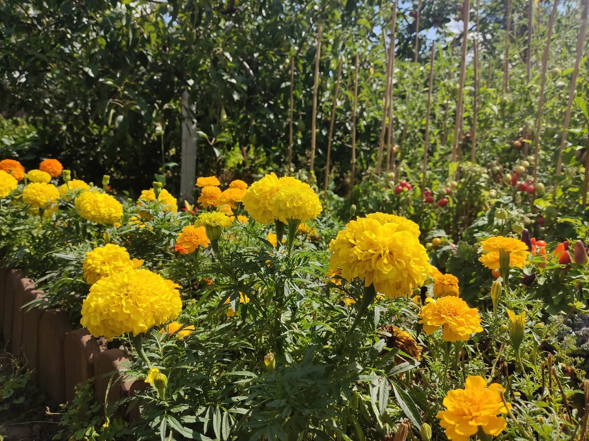 У Примроуз более яркий оттенок же