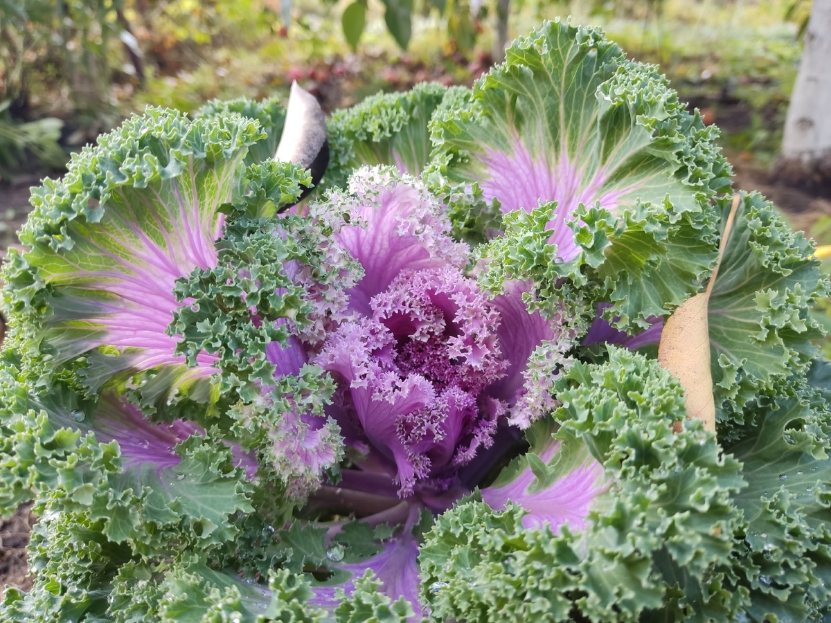 Декоративная капуста, сорт Нагойя красная