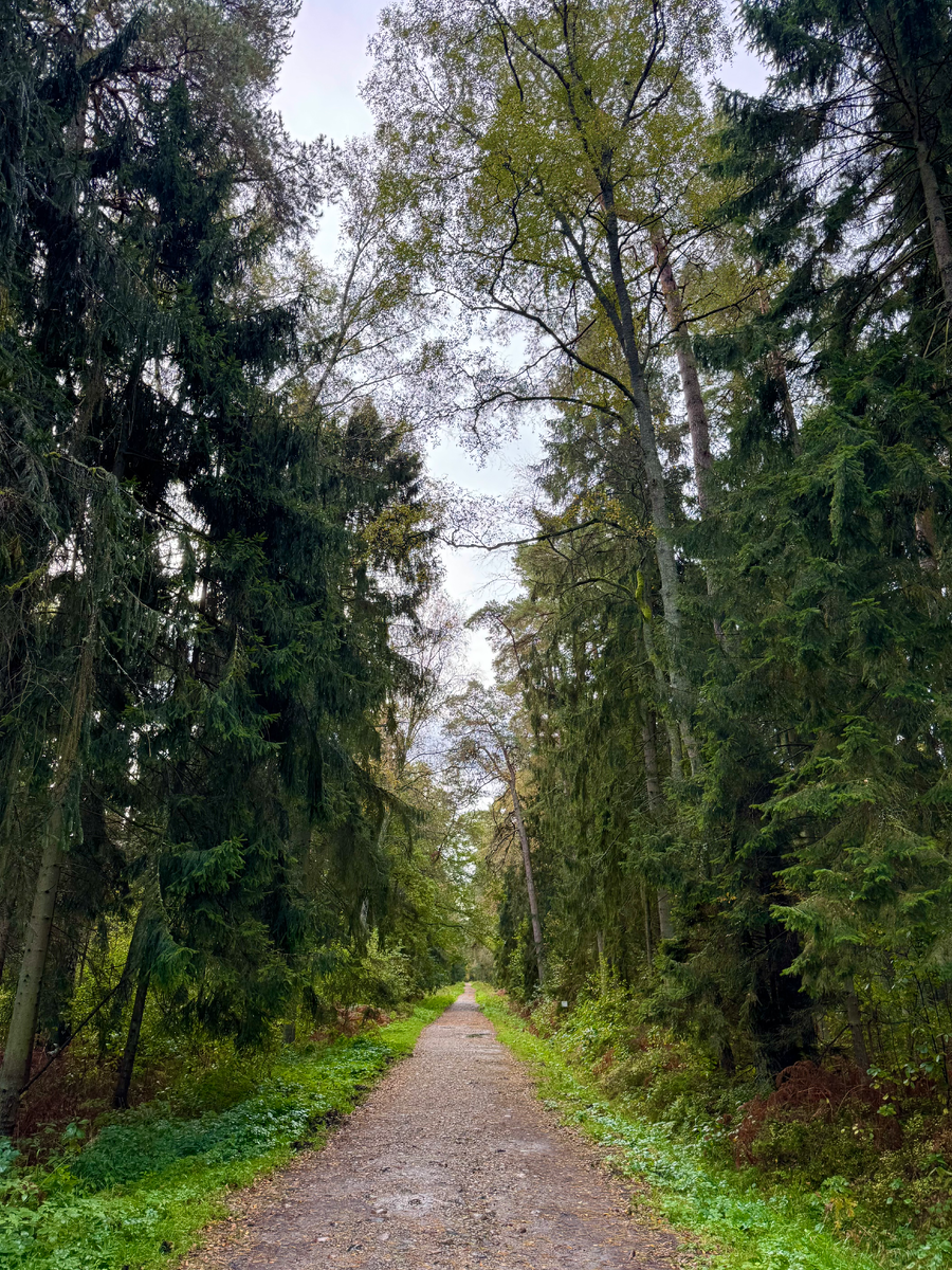 Королевский бор.