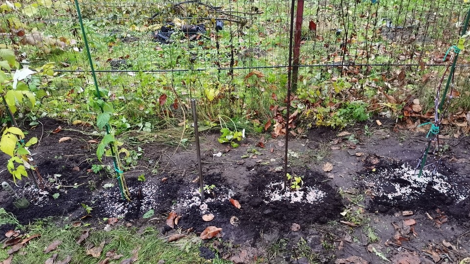 Отказался от вертикальной посадки малины. Горизонтальный способ дает 8 побегов вместо 2