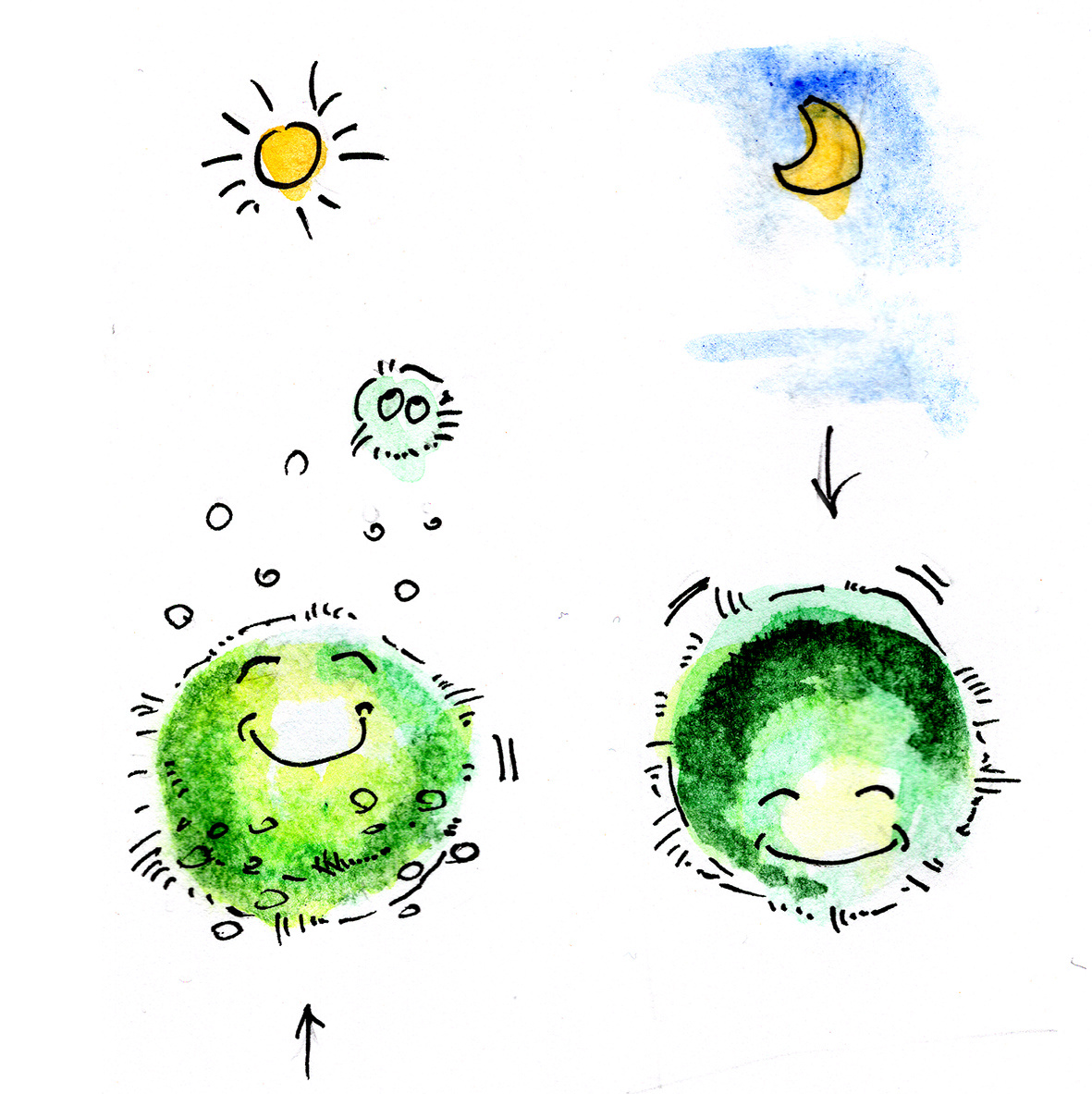 Пузырьки поднимают водоросли вверх, а в темноте происходит движение в обратную сторону.